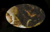 q54-reflet.jpg (160266 octets)