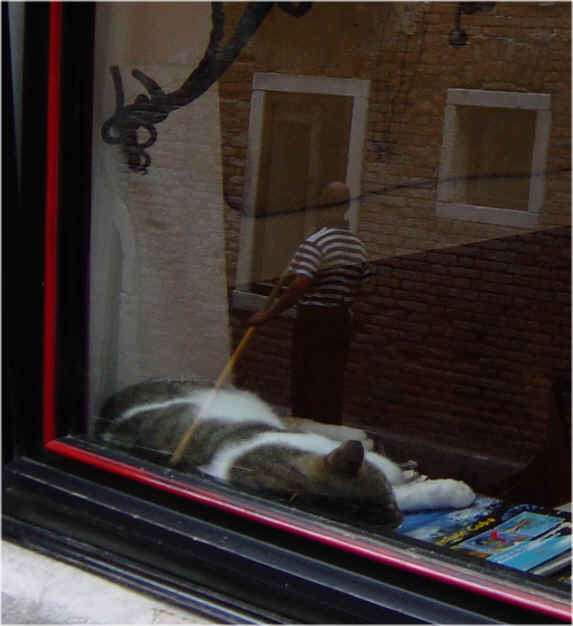 chat dormant (venise)